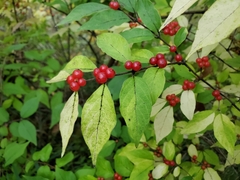 Lonicera