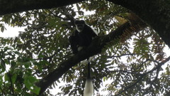 Colobus guereza matschiei