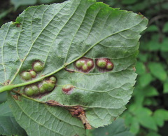 Didymomyia tiliacea