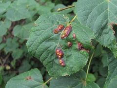 Didymomyia tiliacea
