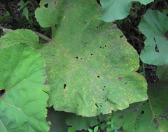 Puccinia calcitrapae