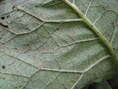 Puccinia calcitrapae