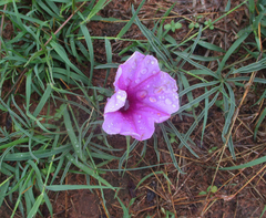 Ipomoea bolusiana