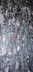 Hemidactylus platyurus