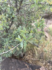 Ximenia americana microphylla
