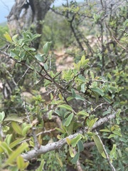 Ximenia americana microphylla