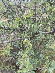 Ximenia americana microphylla