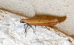 Ypsolopha ochrella