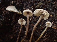 Pseudobaeospora stevensii