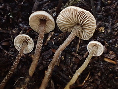 Pseudobaeospora stevensii