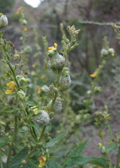 Asphondylia verbasci