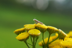 Isophrictis striatella