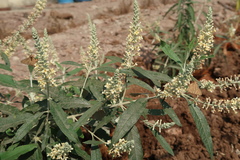 Buddleja madagascariensis