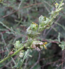 Asphondylia verbasci