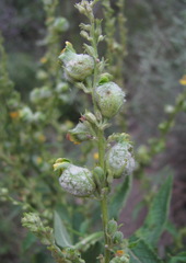 Asphondylia verbasci