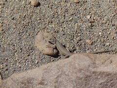 Liolaemus carlosgarini