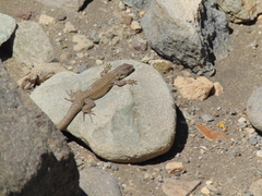 Liolaemus carlosgarini