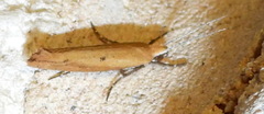 Ypsolopha ochrella