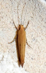 Ypsolopha ochrella