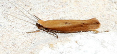 Ypsolopha ochrella