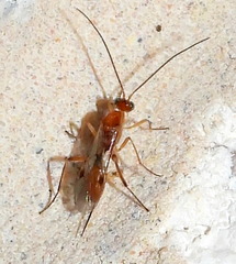 Meteorinae