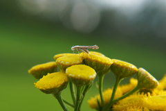 Isophrictis striatella