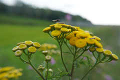 Isophrictis striatella