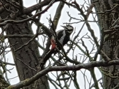 Dendrocopos major