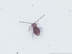 Ptenothrix atra