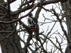 Dendrocopos major