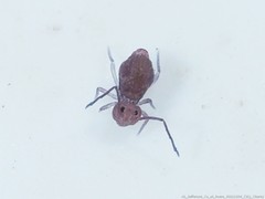 Ptenothrix atra