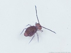 Ptenothrix atra