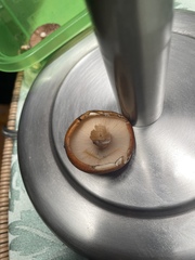 Tricholoma aurantium