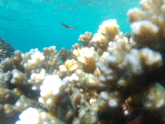 Plagiotremus azaleus