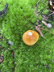 Tricholoma aurantium