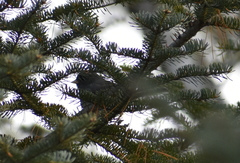 Junco hyemalis image