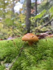 Tricholoma aurantium