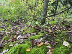 Tricholoma aurantium