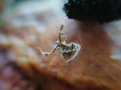 Uloborus plumipes