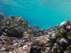 Plagiotremus azaleus