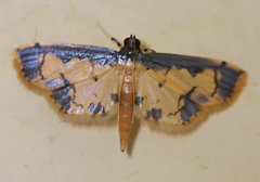 Nistra coelatalis
