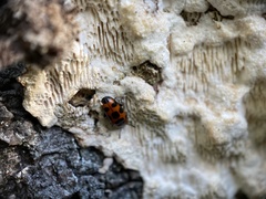 Episcaphula australis