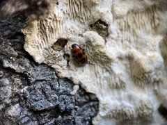 Episcaphula australis