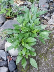 Trachelium caeruleum