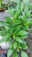 Trachelium caeruleum