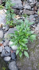 Trachelium caeruleum