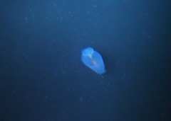 Cliopsis krohnii