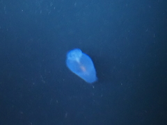 Cliopsis krohnii