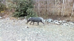 Canis familiaris familiaris