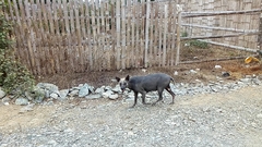 Canis familiaris familiaris
